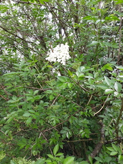 Sambucus nigra