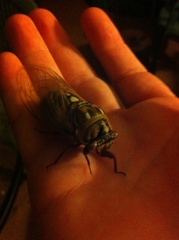 Megatibicen dorsatus