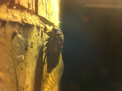 Megatibicen dorsatus