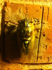 Megatibicen dorsatus