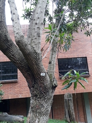 Escallonia pendula