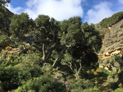 Quercus parvula parvula