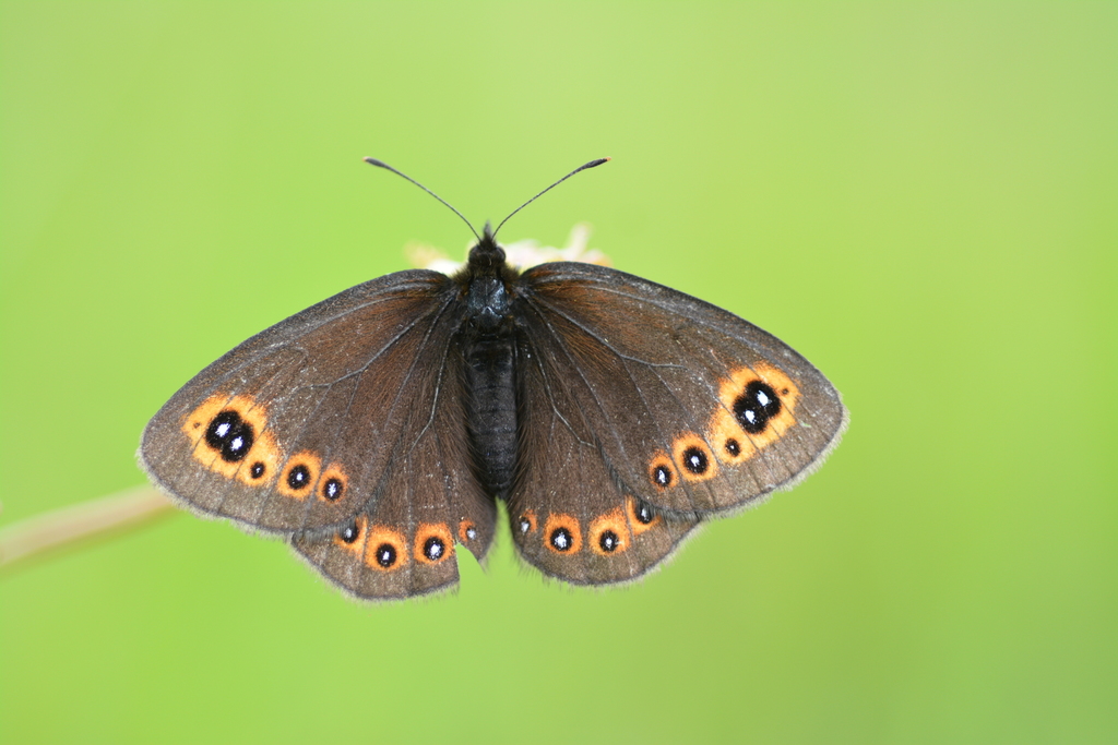 Woodland Ringlet