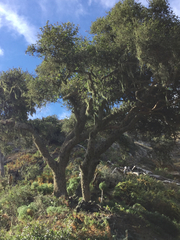 Quercus parvula parvula