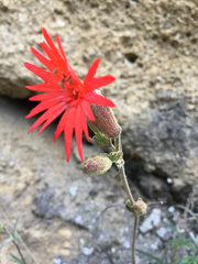 Silene laciniata laciniata