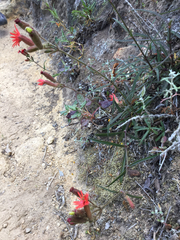 Silene laciniata laciniata