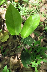 Endodeca serpentaria