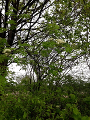 Sorbus aucuparia