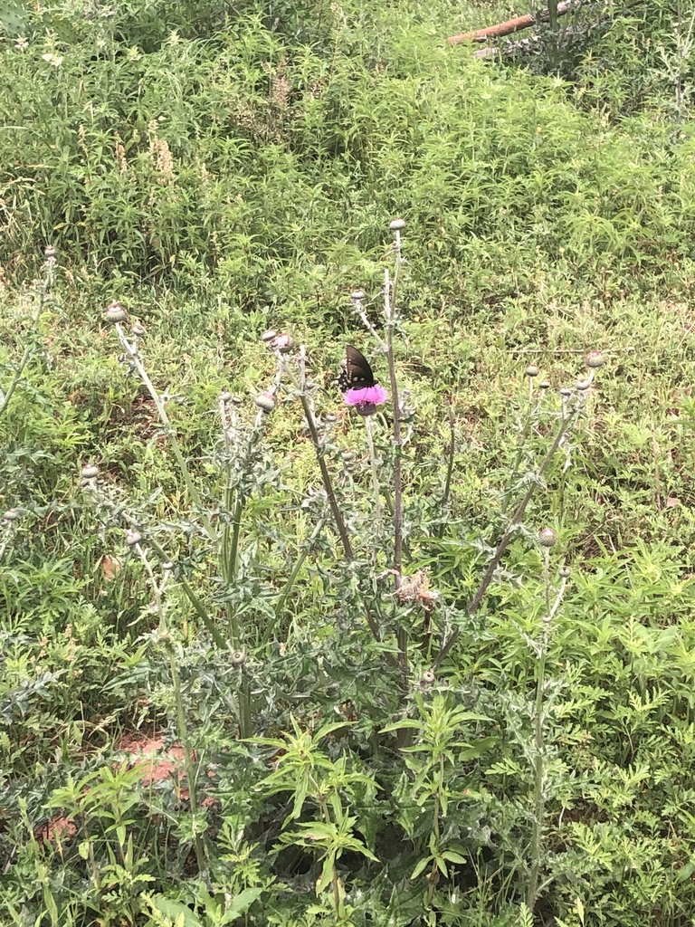 Pipevine swallowtail from fm 1682 leesville tx us on april 17 2019