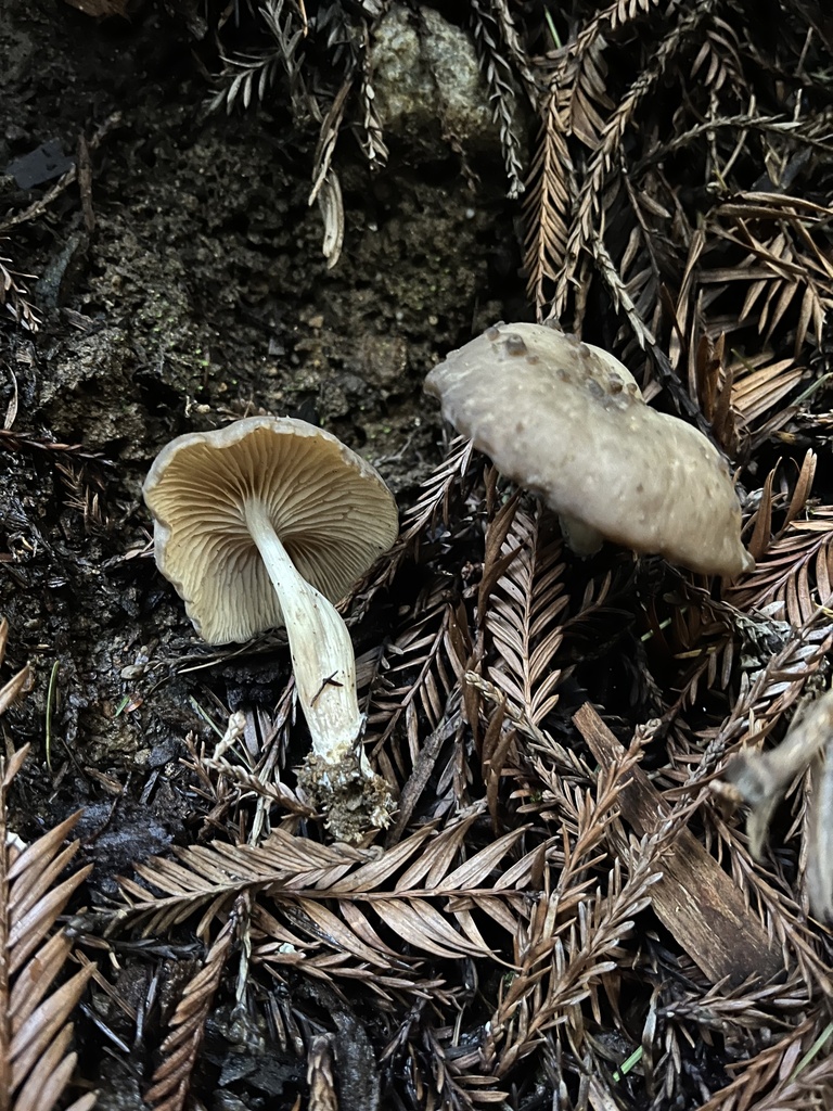 Clitopilus sp. 'CA08'