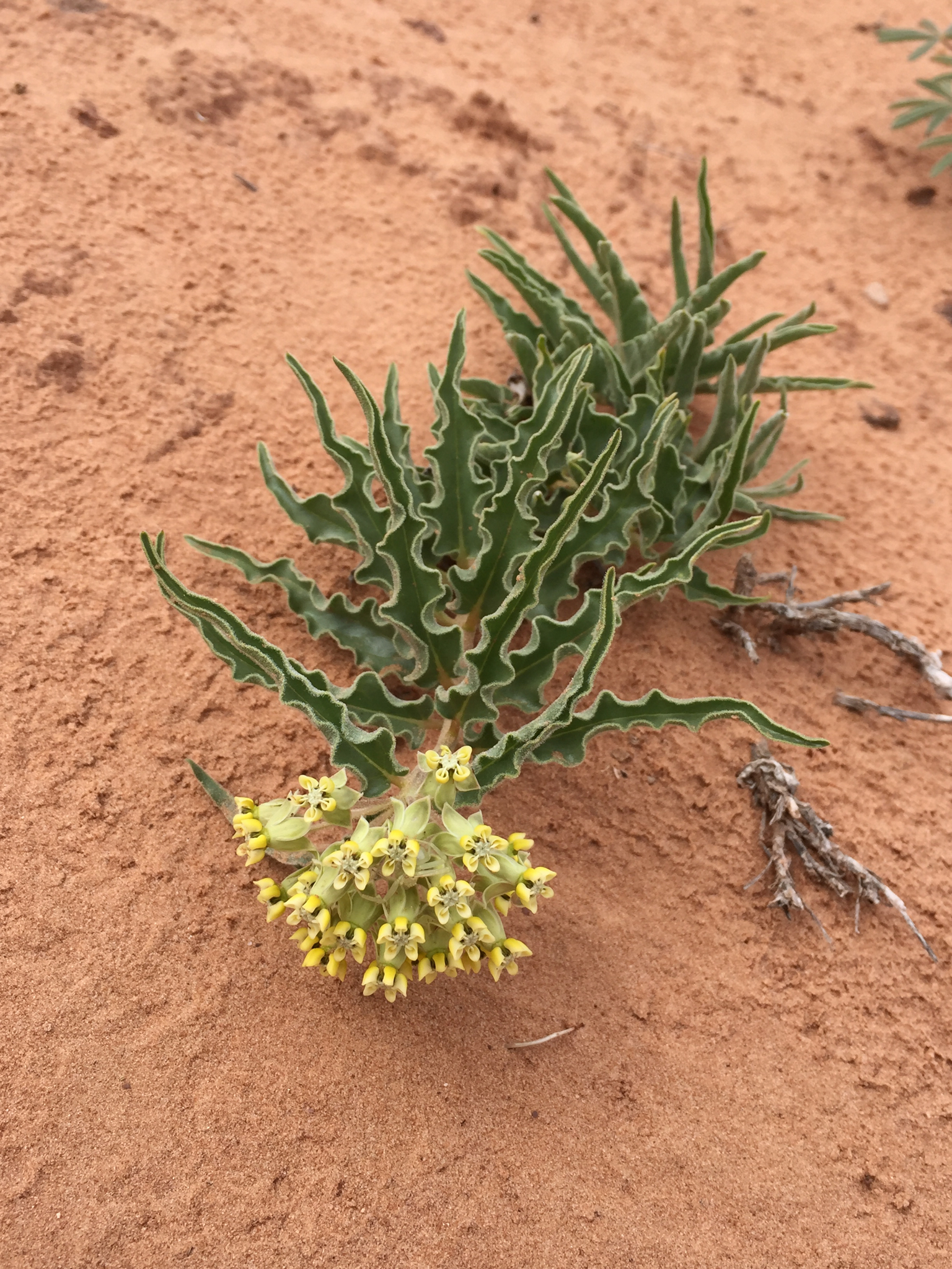 Asclepias macrosperma