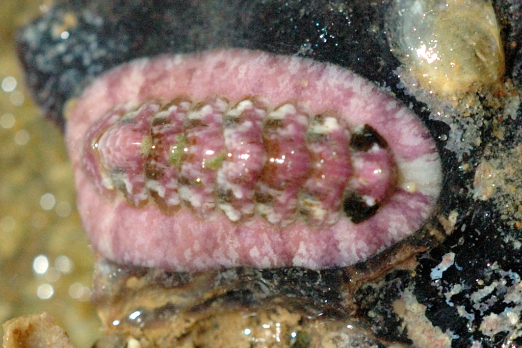 Lucilina fortilirata