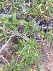 Salvia brandegeei