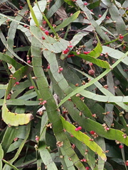 Sagnik Dutta Roy, CC BY, iNaturalist via GBIF Muehlenbeckia platyclada, photograph Sagnik Dutta Roy, CC BY, iNaturalist via GBIF