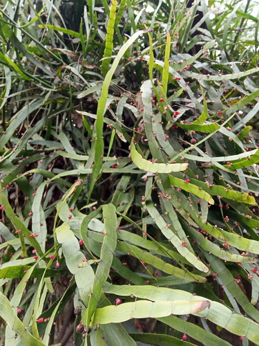 Muehlenbeckia platyclada, photograph 4