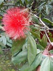 Calliandra trinervia