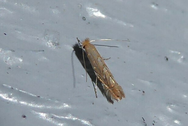 European Oak Leafminer from Waikouaiti, New Zealand on March 31, 2024 ...