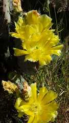 Opuntia gosseliniana
