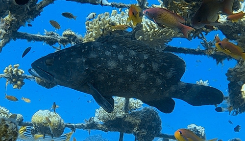 Whitespotted Grouper — seen at this dive site