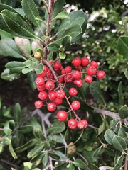 Heteromeles arbutifolia