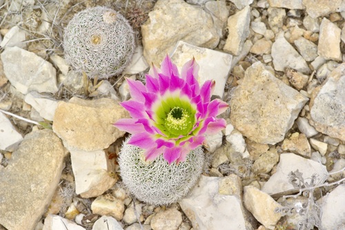 Echinocereus pectinatus
