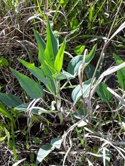 Arnoglossum