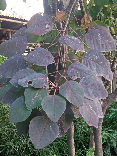 Euphorbia cotinifolia