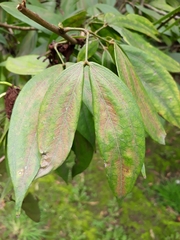 Calliandra trinervia