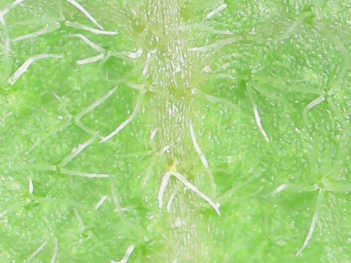 Quercus berberidifolia × douglasii