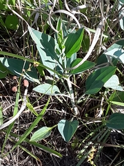 Arnoglossum