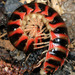 Cherry Millipedes - Photo (c) Patrick Coin, some rights reserved (CC BY-NC-SA)