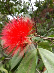 Calliandra trinervia