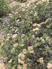 Eriogonum arborescens