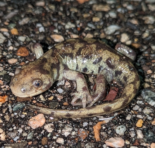 Western Tiger Salamander