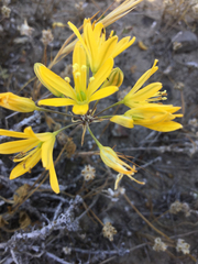 Bloomeria crocea