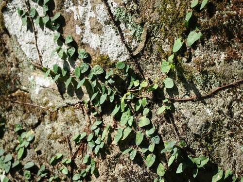Ficus pumila