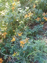 Tecomaria capensis