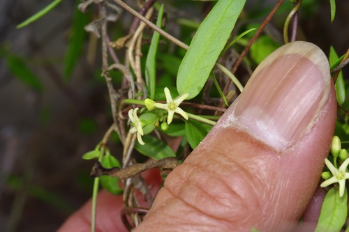 Image of Metastelma palmeri by (c) Michelle W. （鍾偉瑋）, some rights reserved (CC BY)