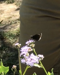 Lepidoptera