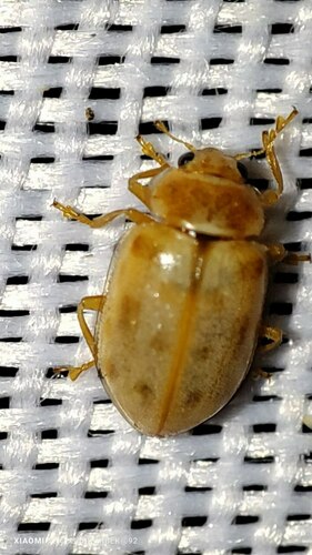 Water Ladybird