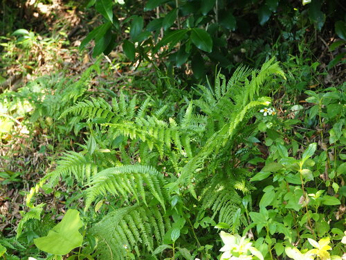 Image of Microlepia strigosa by no rights reserved