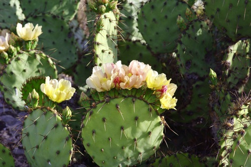 Image of Opuntia atrispina by (c) Michelle W. （鍾偉瑋）, some rights reserved (CC BY)