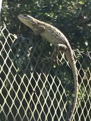 Sceloporus olivaceus