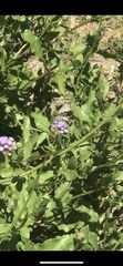 Lepidoptera