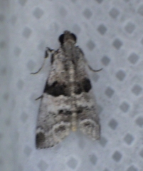 Tallula watsoni