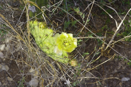 Image of Opuntia atrispina by (c) Michelle W. （鍾偉瑋）, some rights reserved (CC BY)