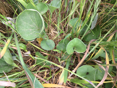 Dichondra donelliana