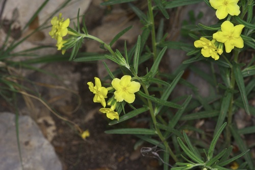 Image of Lithospermum mirabile by (c) Michelle W. （鍾偉瑋）, some rights reserved (CC BY)
