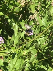 Lepidoptera