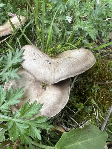 Agaricus